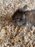 Dwerg konijntjes, Dieren en Toebehoren, Dwerg