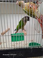 Pyrrhura molinae split suncheek, Dieren en Toebehoren, Vogels | Parkieten en Papegaaien