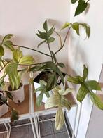 Florida ghost, Huis en Inrichting, Kamerplanten, Ophalen