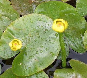 Nuphar pumila 