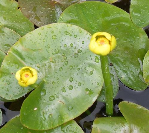 Nuphar pumila, Jardin & Terrasse, Plantes | Jardin