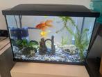 Aquarium 70L met volledig toebehoren en vissen, Dieren en Toebehoren, Ophalen, Zo goed als nieuw