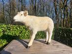 texel lam