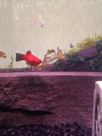 Binnenkort 10 à 15 platy jongen, Dieren en Toebehoren, Vis, Zoetwatervis, Schoolvis