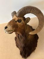 Trophée de mouflon, Collections, Collections Animaux, Animal sauvage, Utilisé, Animal empaillé