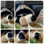 Ontzettend leuk Us Teddy zeugje, Dieren en Toebehoren, Knaagdieren, Vrouwelijk, Cavia, Tam