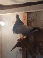 Gorguero, Meerdere dieren, Kropper