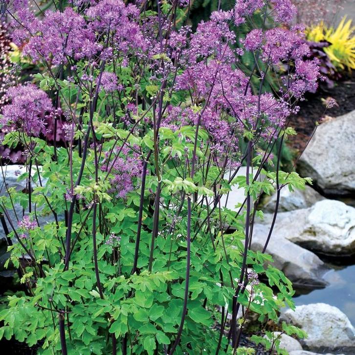 Sedum , Solidago ,Stokesia, Tuin en Terras, Planten | Tuinplanten, Vaste plant, Ophalen of Verzenden