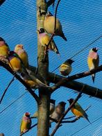 Gouldamadine poppen, Dieren en Toebehoren, Vogels | Overige Vogels