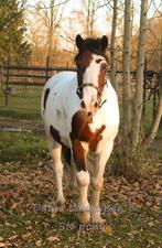 E pony ruin 🩵, Animaux & Accessoires, Chevaux, Hongre, Vermifugé, 11 ans ou plus