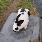 Konijnen, Dieren en Toebehoren