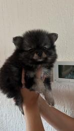 Nog maar 1 prachtige pomeranian/pomeriaan bear face dames, België, Particulier, Overige rassen, 8 tot 15 weken