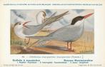 GRAUWE  MOERASZWALUW, Collections, Cartes postales | Animaux, Non affranchie, Envoi, Oiseaux