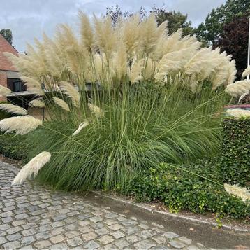 Siergrassen in pot aan de beste prijzen. beschikbaar voor biedingen