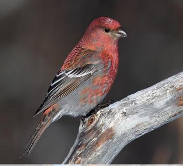 Haakbekken kweekkoppel  beschikbaar voor biedingen
