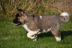 Amerikaanse Akita pups te koop