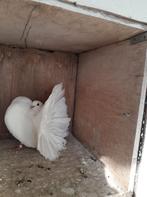 Pigeons Queue de Paon, Animaux & Accessoires, Oiseaux | Pigeons