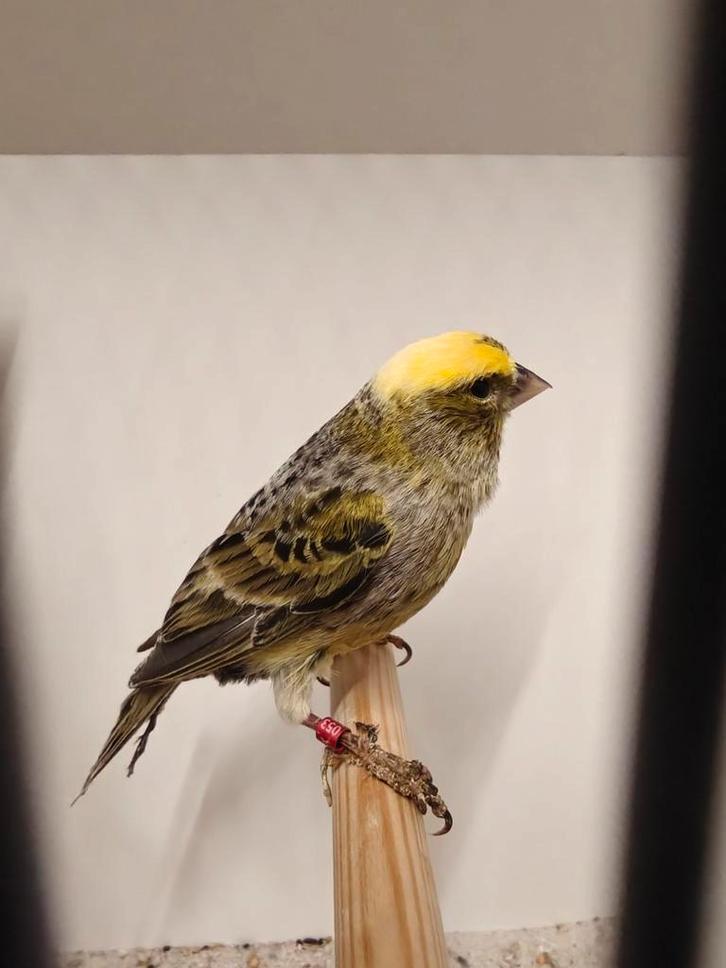Lizard kanaries mannen, Animaux & Accessoires, Oiseaux | Canaris, Canari de posture, Mâle