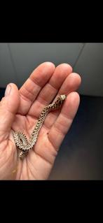 Haakneusjes, Dieren en Toebehoren, Slang, Tam, 0 tot 2 jaar