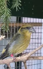 Gewone kruisbek, Dieren en Toebehoren, Vogels | Overige Vogels, Geringd