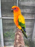 Zonparkieten, Dieren en Toebehoren, Geringd