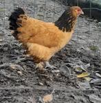 3 kippen, Dieren en Toebehoren, Pluimvee