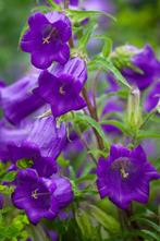 Zaden Campanula medium oogst 2024, Tuin en Terras, Ophalen of Verzenden