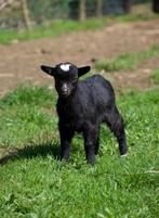 Dwerggeitje, Animaux & Accessoires, Moutons, Chèvres & Cochons, Mâle, Chèvre, 0 à 2 ans