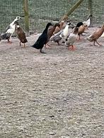 Loopeend, Dieren en Toebehoren, Pluimvee