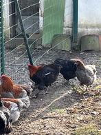 marans hanen, Dieren en Toebehoren, Mannelijk, Kip
