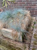 2x Houten tuinbakken met duingrassen inclusief, Ophalen, Siergrassen