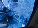 Zebra chichlide M, Dieren en Toebehoren, Vissen | Aquariumvissen