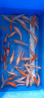 Koi nakweek te koop van echte Japanse koi's, Karper of Koi