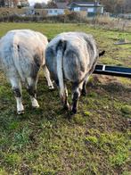 2 vaarzen te koop, Dieren en Toebehoren, Runderen