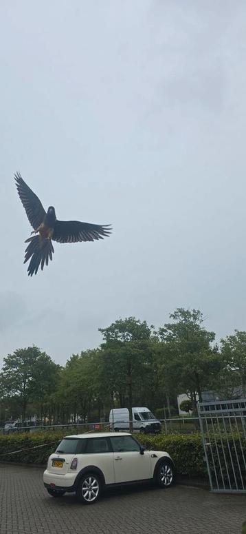Tamme papegaaien 2025 freeflight getraind, Plusieurs animaux, Perroquet, Domestique