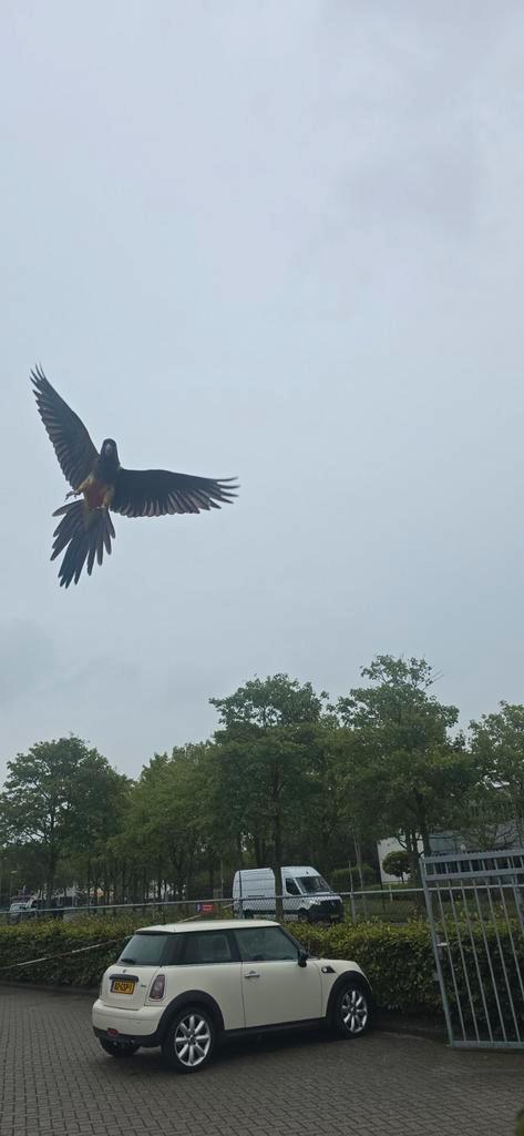 Tamme papegaaien 2025 freeflight getraind, Dieren en Toebehoren, Vogels | Parkieten en Papegaaien, Papegaai, Meerdere dieren, Tam