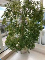 Ficus kamerplant, Ophalen, Ficus