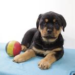 Rottweiler (reuen) - Belgische pups te koop, Dieren en Toebehoren, België, CDV (hondenziekte), 8 tot 15 weken, Meerdere