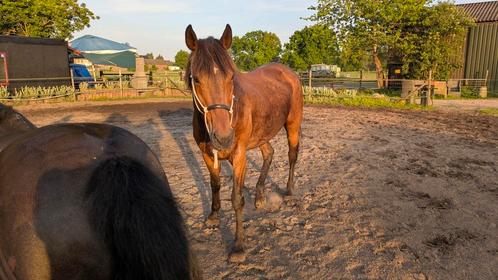 Merrie Iers / Engelse volbloed 13 jaar, Dieren en Toebehoren, Paarden, Merrie, B, 160 tot 165 cm, 11 jaar of ouder, Recreatiepaard