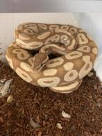 Python regius Banana mojave1.0, Dieren en Toebehoren
