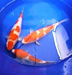koi, Dieren en Toebehoren, Karper of Koi