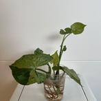 Syngonium green splash - 3st voor €3!, Huis en Inrichting, Kamerplanten, Ophalen