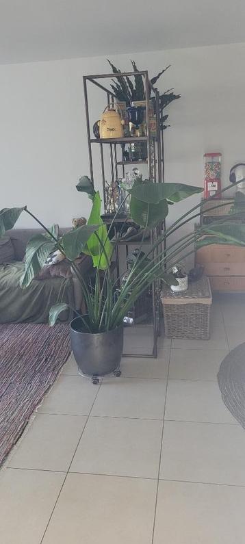 Strelitzia, Enlèvement, Autres espèces, Ombre partielle