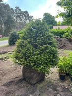 Taxus baccata bijenkorf 150/160 draadkluit, Tuin en Terras, Ophalen of Verzenden, Taxus, Struik, 100 tot 250 cm