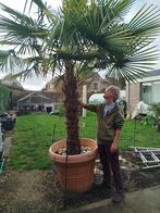 Palmboom Trachycarpus Fortunei, En pot, 100 à 250 cm, Enlèvement, Été