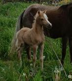 Prachtig mini paard/ miniature paard hengstveulen, Hengst, 0 tot 2 jaar, Gechipt, Niet van toepassing