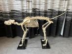 Skelet hond (kunststof)-terug te koop wens nt opdagen koper, Comme neuf, Enlèvement