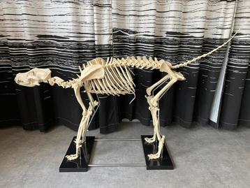 Skelet hond (kunststof)-terug te koop wens nt opdagen koper