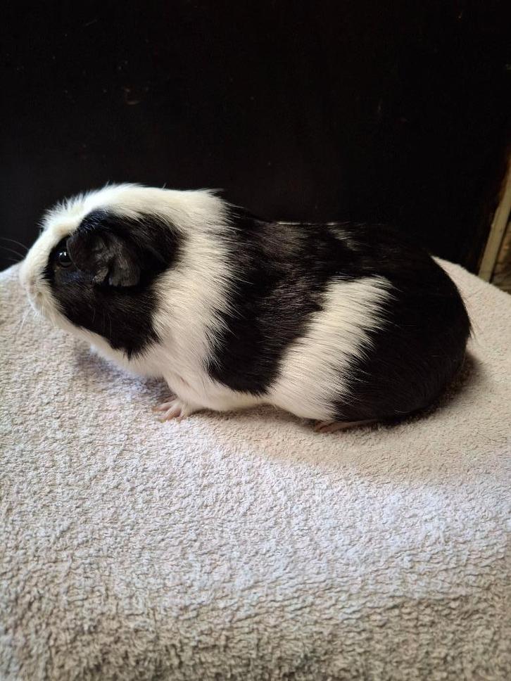 Gekruind zwartbont beer, Dieren en Toebehoren, Knaagdieren, Mannelijk, Cavia, Maart, Tam
