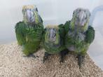 Amazone bodini's papegaaien, Geringd